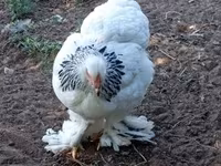 Brahma — photo 8
