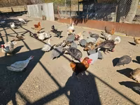 Chickens — 5. fotó