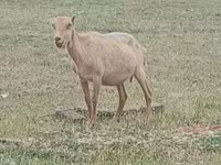 Kozel, Alpine goat — foto 2
