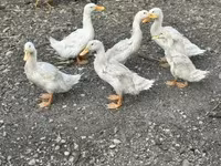 Ducks — photo 3