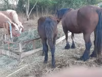 公马, Horses — 照片 2