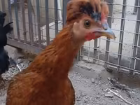 Chickens — foto 1