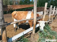Cow, Simmental cattle — photo 5