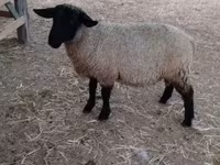 Kos, White Suffolk sheep — 1. fotó