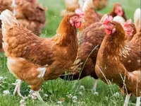 Chickens — photo 3