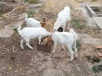 母山羊, Goats — 照片 3