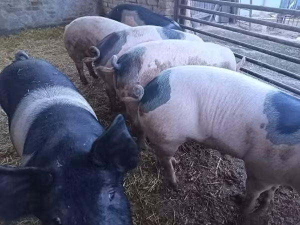 Eber, Schweine — Ungarn