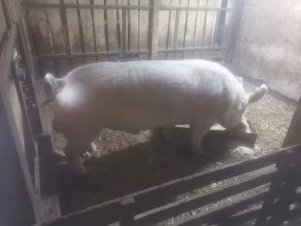Boar,  — Hungary