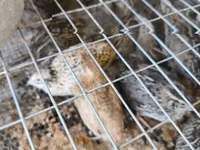 Quails — 3-сурет