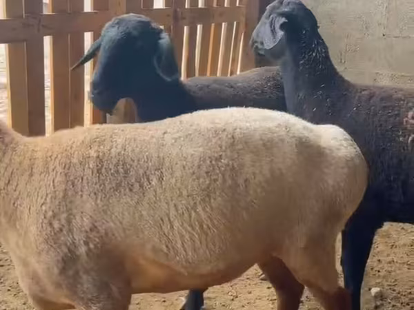 Oveja, Ovejas