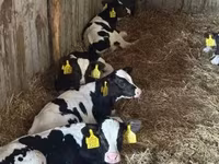 Bika, Russian Black pied cattle — 1. fotó