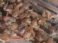 Chickens — 1. fotó