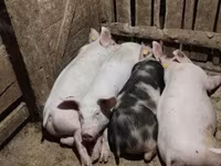 Säue, Schweine — Foto 5
