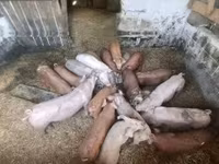 Locha — zdjęcie 2