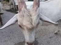Ziege, Saanen goat — Foto 5