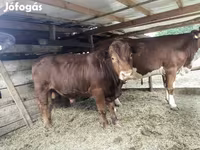 Bika, Limousin tehén — 2. fotó