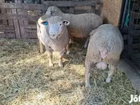 Kos, Ile-de-France sheep — 4. fotó