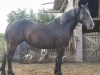 Égua, Cavalos — foto 2