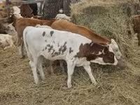 Skot (série, pohlaví neuvedeno), Simmental cattle — foto 8