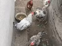 Geese — फ़ोटो 3