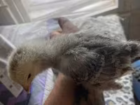 Brahma — Foto 3