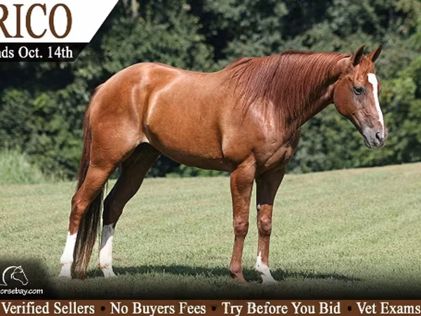 Hing, Quarter Horse