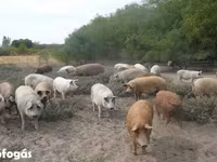 मादा सूअर, Мангалица — फ़ोटो 3