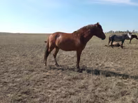 母马, Mugalzhar horse — 照片 5