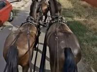 Cavalo, Hungarian horse breed — foto 2