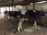 ثور, Russian Black pied cattle — الصورة 1