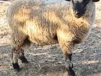 Kos, Shroshire sheep — 3. fotó