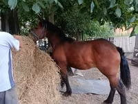 Caballo, Caballos — foto 4