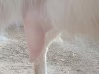 Koza, Russian White goat — zdjęcie 2