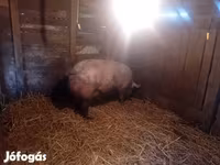 母猪, Pigs — 照片 3