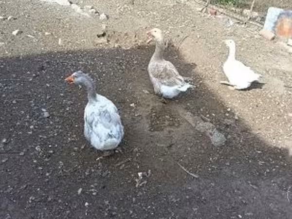 Geese — Ungarn