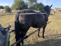 घोड़ा, Nonius horse — फ़ोटो 7