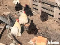 Bantam Pekín — foto 2