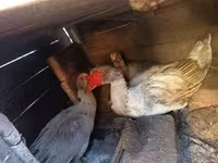 Ducks — foto 3