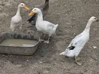 Geese — zdjęcie 6