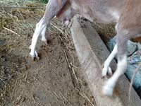 बकरी, LaMancha goats — फ़ोटो 4