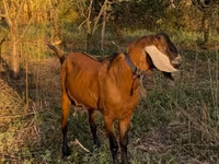 Bode, Nubian Goat — foto 1