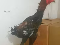 长门鸡 — 照片 2