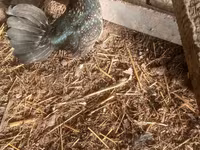 japán bantam — 7. fotó