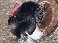 Turkeys — foto 1