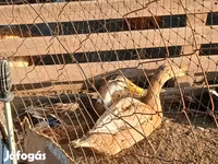 Ducks — 6. fotó