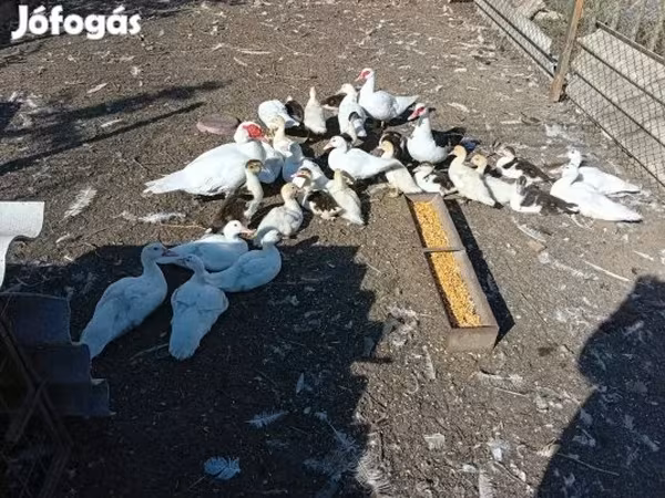 Ducks — Magyarország