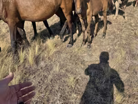 Klisna, Kazakh horse — foto 4
