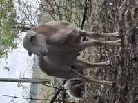 Kos, Katum sheep — 4. fotó
