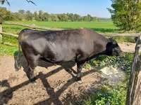 Toro, Aberdeen-Angus — foto 2