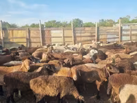 Juh, Hissar sheep — 3. fotó